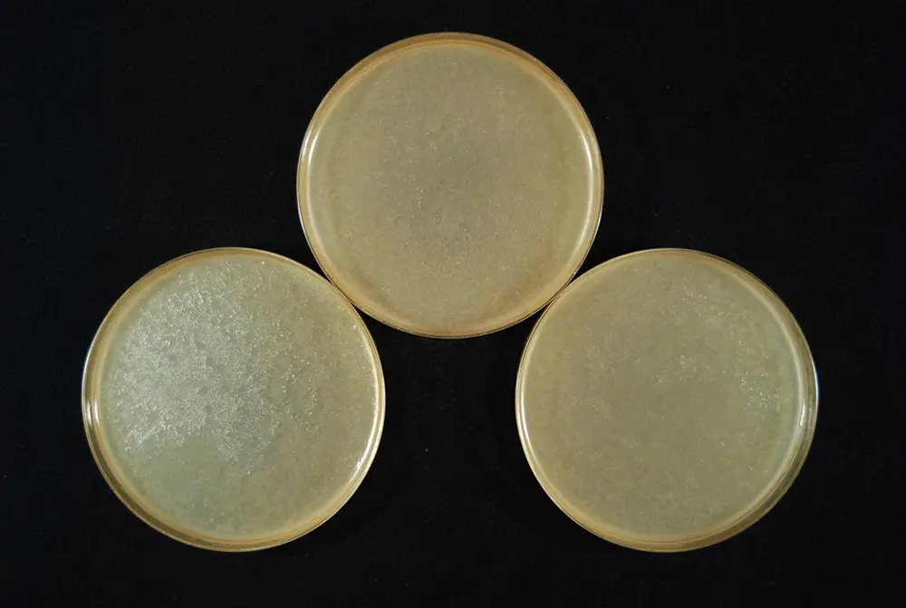 大腸菌生育状況