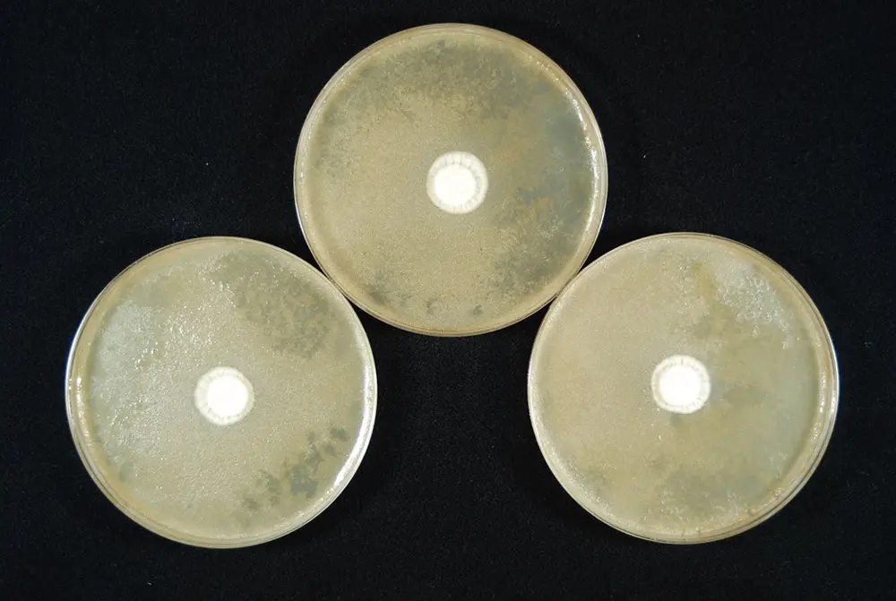 カビの生育状況