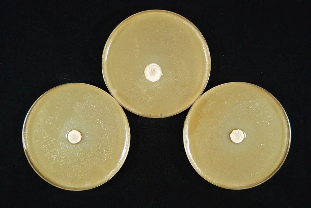 カビの生育状況